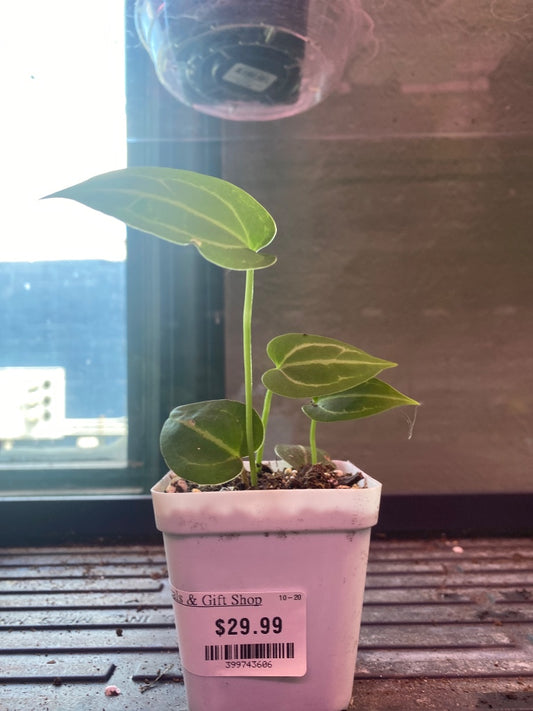 Anthurium noID '2x seedling' (#399743606)