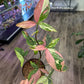 Syngonium Red Spot Tricolor (6" Nursery pot) [ID #64954179]