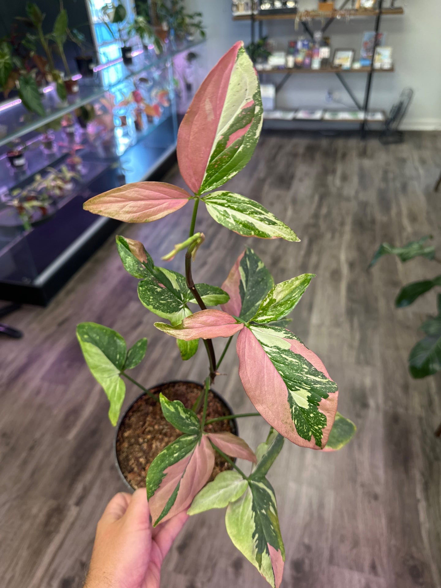 Syngonium Red Spot Tricolor (6" Nursery pot) [ID #64954179]