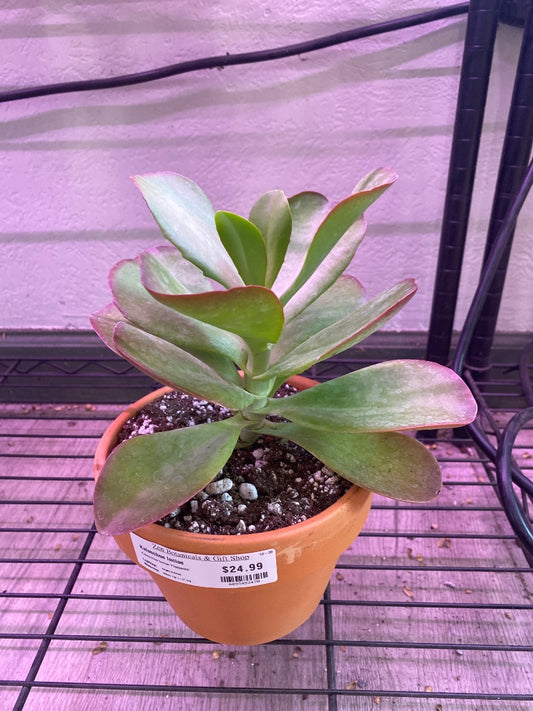 Kalanchoe luciae 'Flapjacks' (#6093453470)
