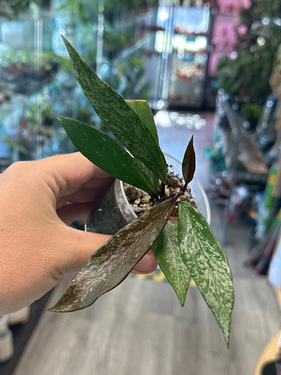 Hoya pubicalyx 'Red Button' [ID #70079667261]