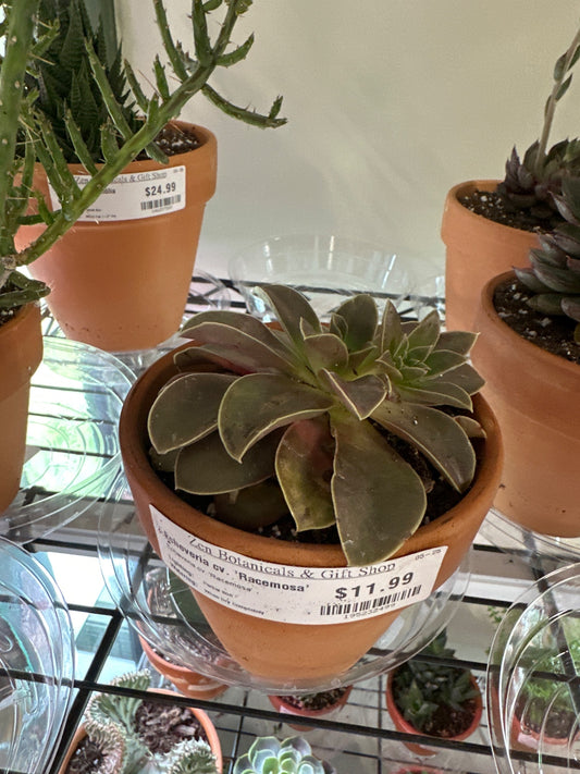 Echeveria cv. 'Racemosa' (#195232499)