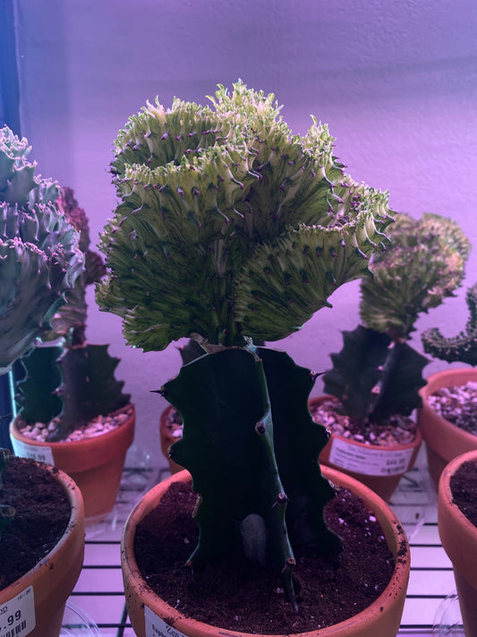 Euphorbia lactea 'Mermaid Tail variegated' (#1297029913)