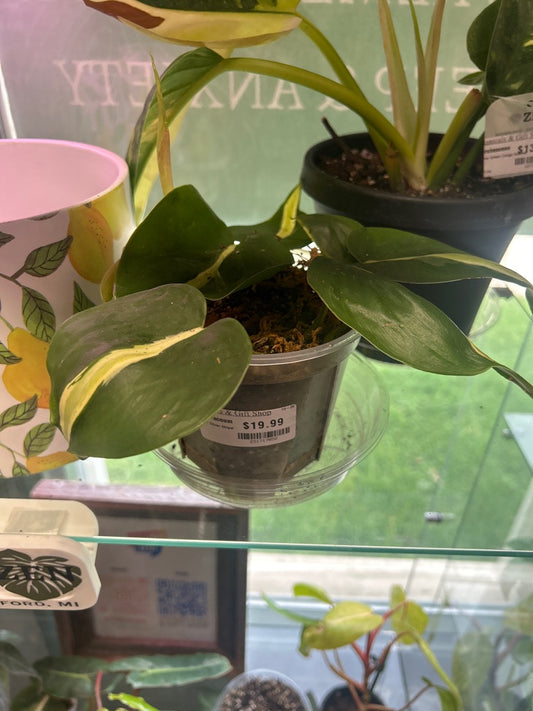 Philodendron Hederaceum 'Silver Stripe' (#231717052)
