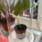 Epipremnum amplissimum 'Variegated' (#425190755)