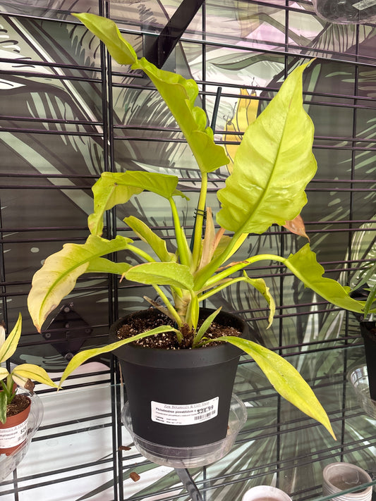 Philodendron pinnatifidum x melinonii 'Golden Crocodile' (#128433386)