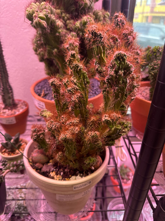 Cereus monstrose 'Eustace' (#452642418)