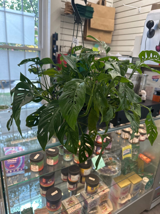 Monstera adansonii 'Narrow Form' (#491503856)