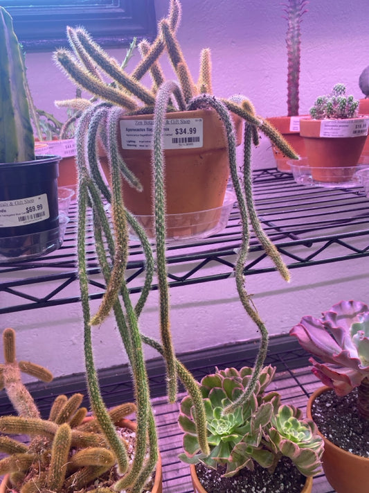 Aporocactus flagelliformis 'Rat Tail Cactus' (#517130955)