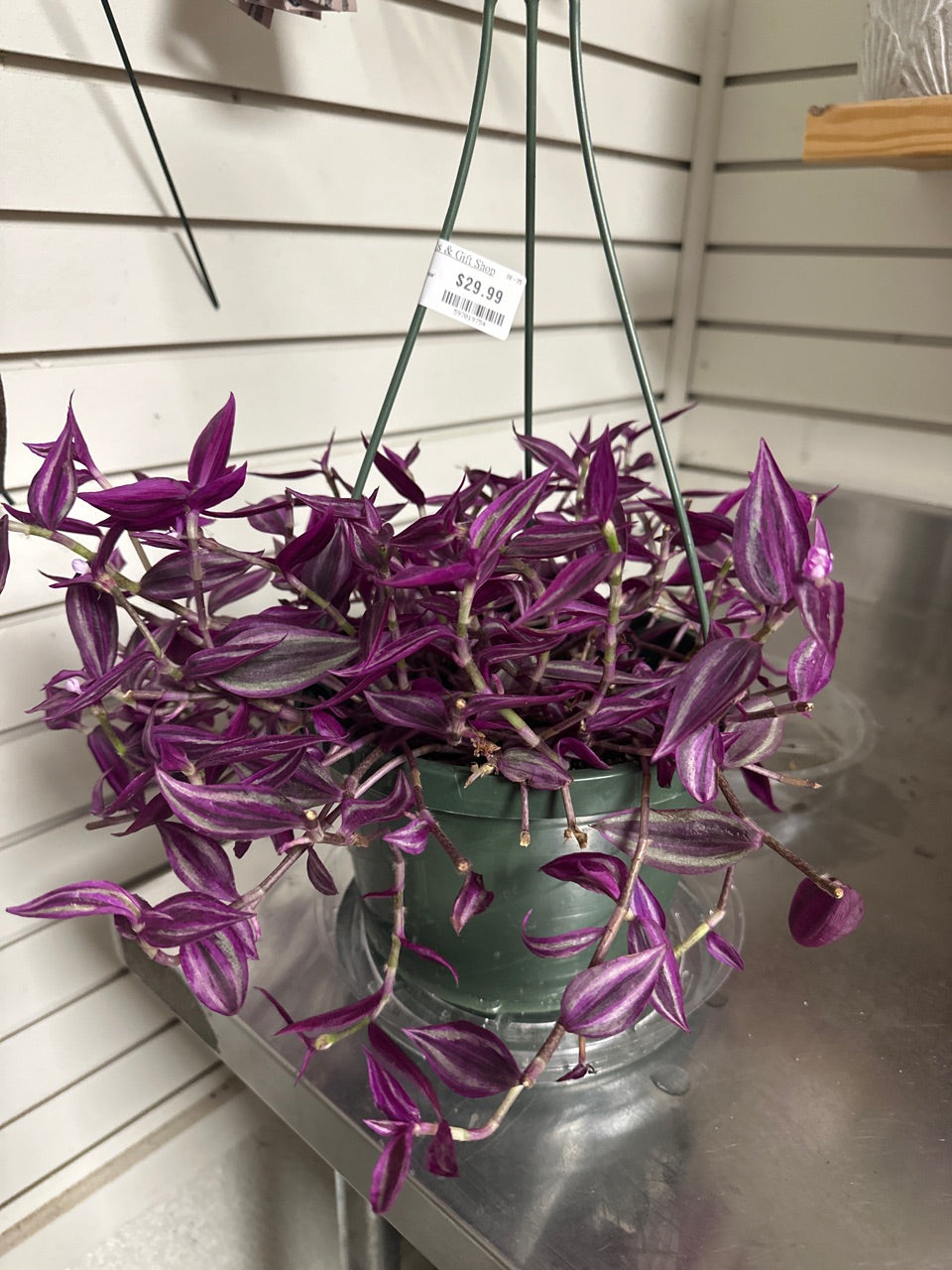 Tradescantia zebrina 'Pink Paradise' (#597019754)