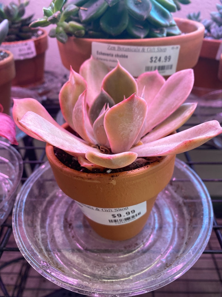 Echeveria  'noID' (#1364418926)