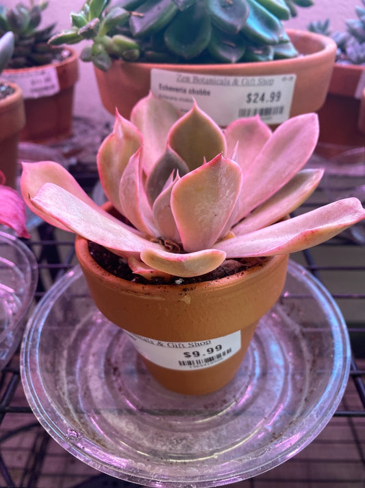 Echeveria  'noID' (#1364418926)
