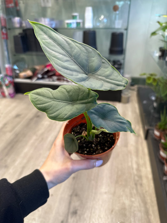 Alocasia cv. 'Puncakborneensis' (#779788097)