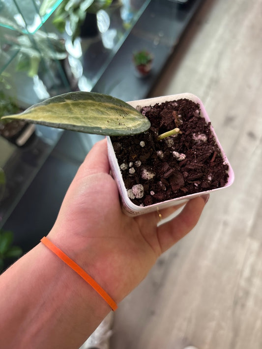 Hoya macrophylla 'Pot of Gold' (#089147683)