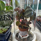 Pilea involucrata 'norfolk' (#127615484)