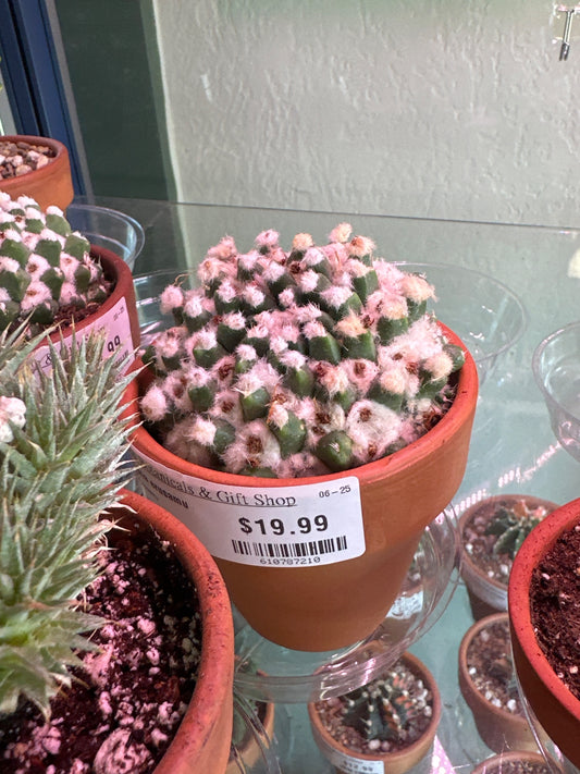Mammilaria erusamu (#610787210)