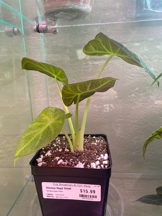 Alocasia Regal Shield (#6052866921)