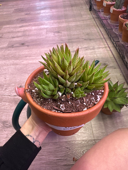 Haworthia jacobseniana (#370944821)