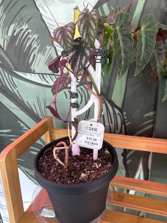 Cissus discolor (#084906034)