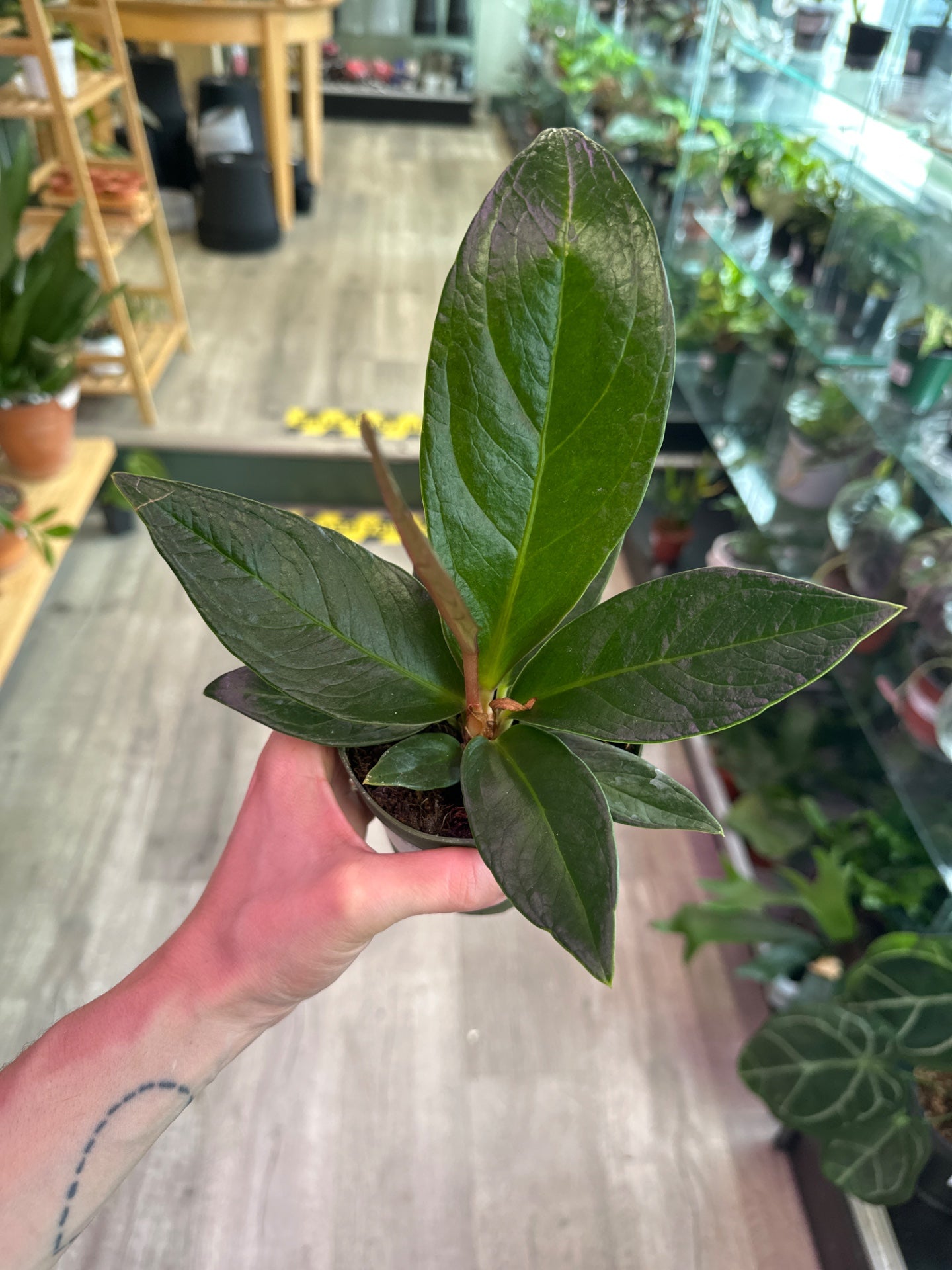 Anthurium Red flag (#366516897)