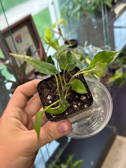 Epipremnum Aureum 'Skeleton Key' (#274644587)
