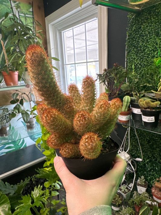 Mammilaria Elongata 'Copper king' (#231434356)