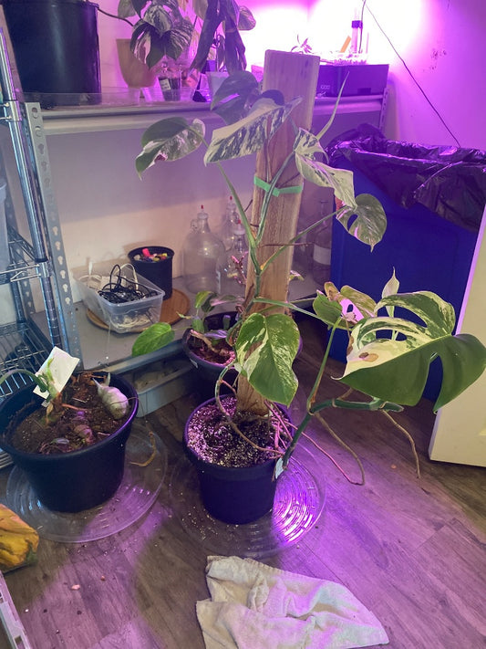 Monstera Deliciosa 'Albo' (#724243115)