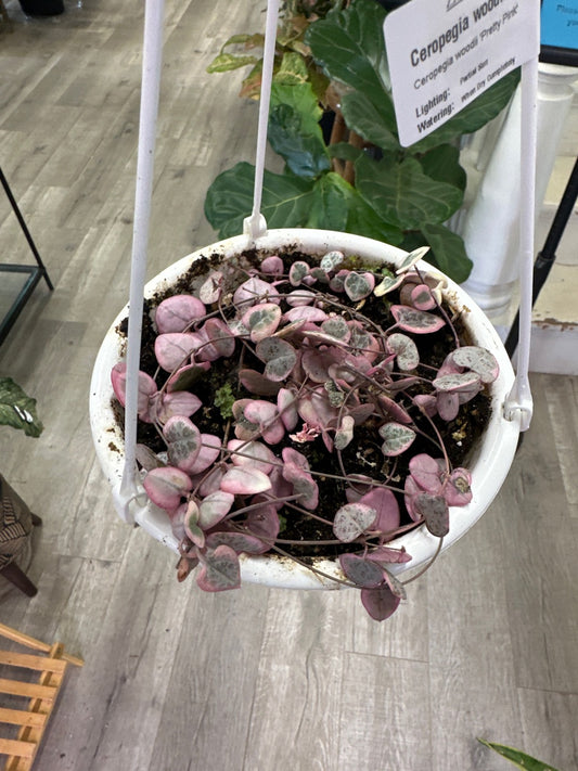 Ceropegia woodii 'Pretty Pink' (#864034037)