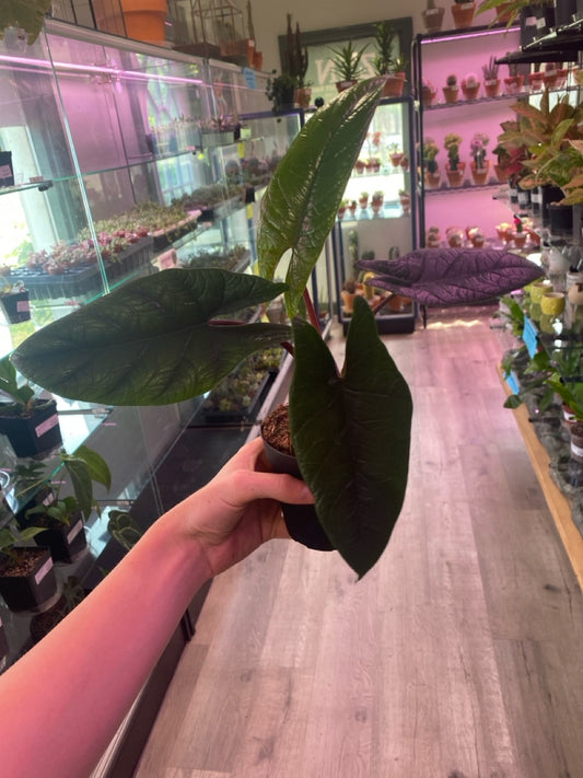 Alocasia Scalprum (#501289526)