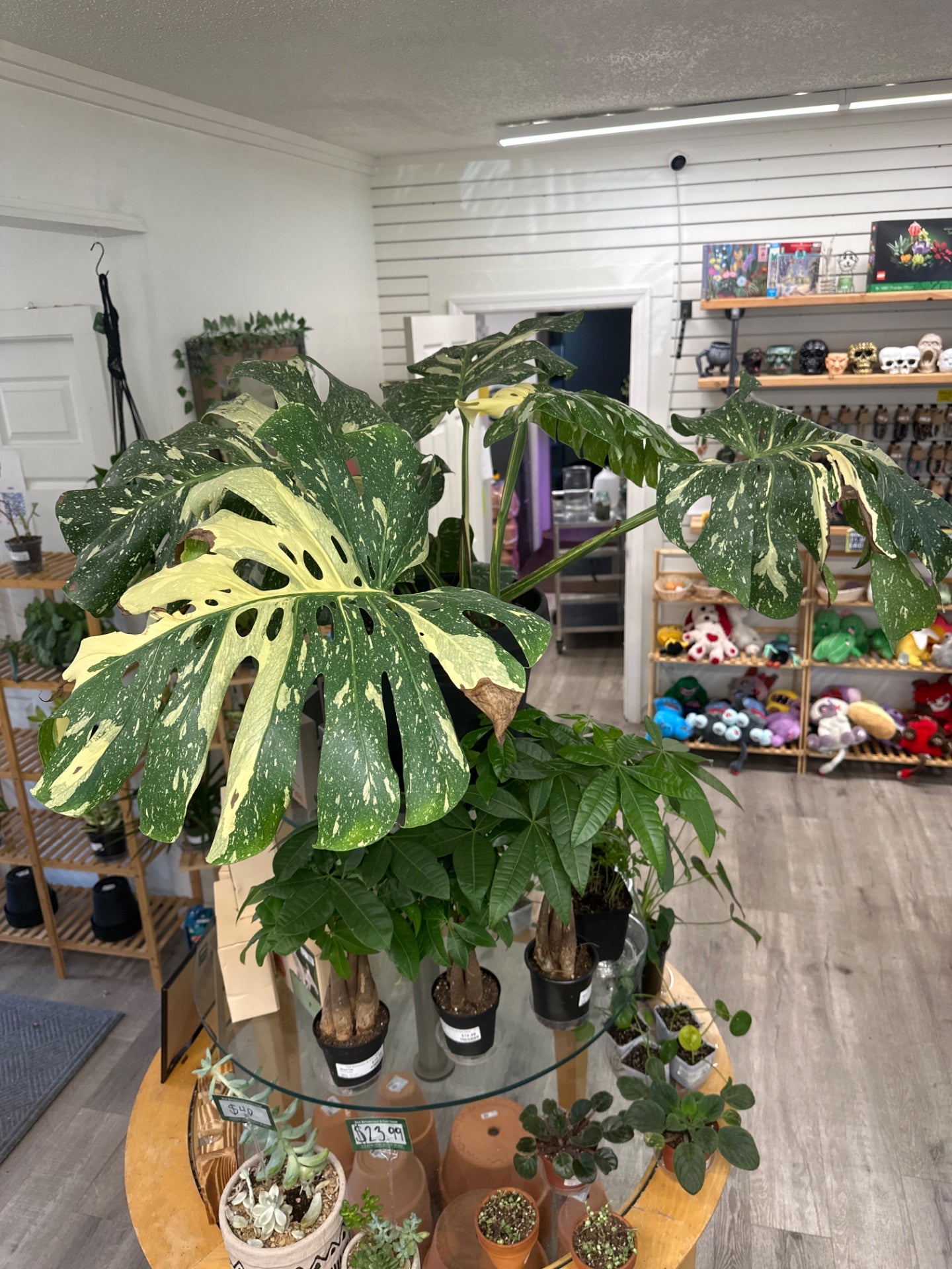 Monstera deliciosa 'Thai Constellation' (12" Plastic Pot) [ID #34664188]