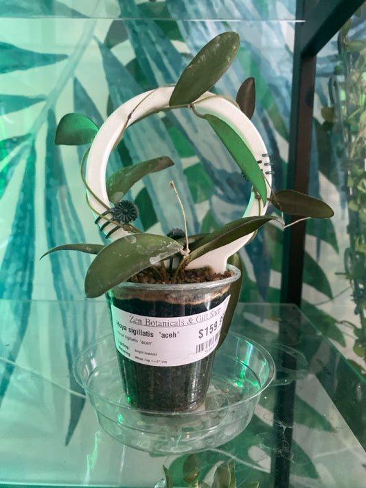 Hoya sigillatis  'aceh' (#510646718)