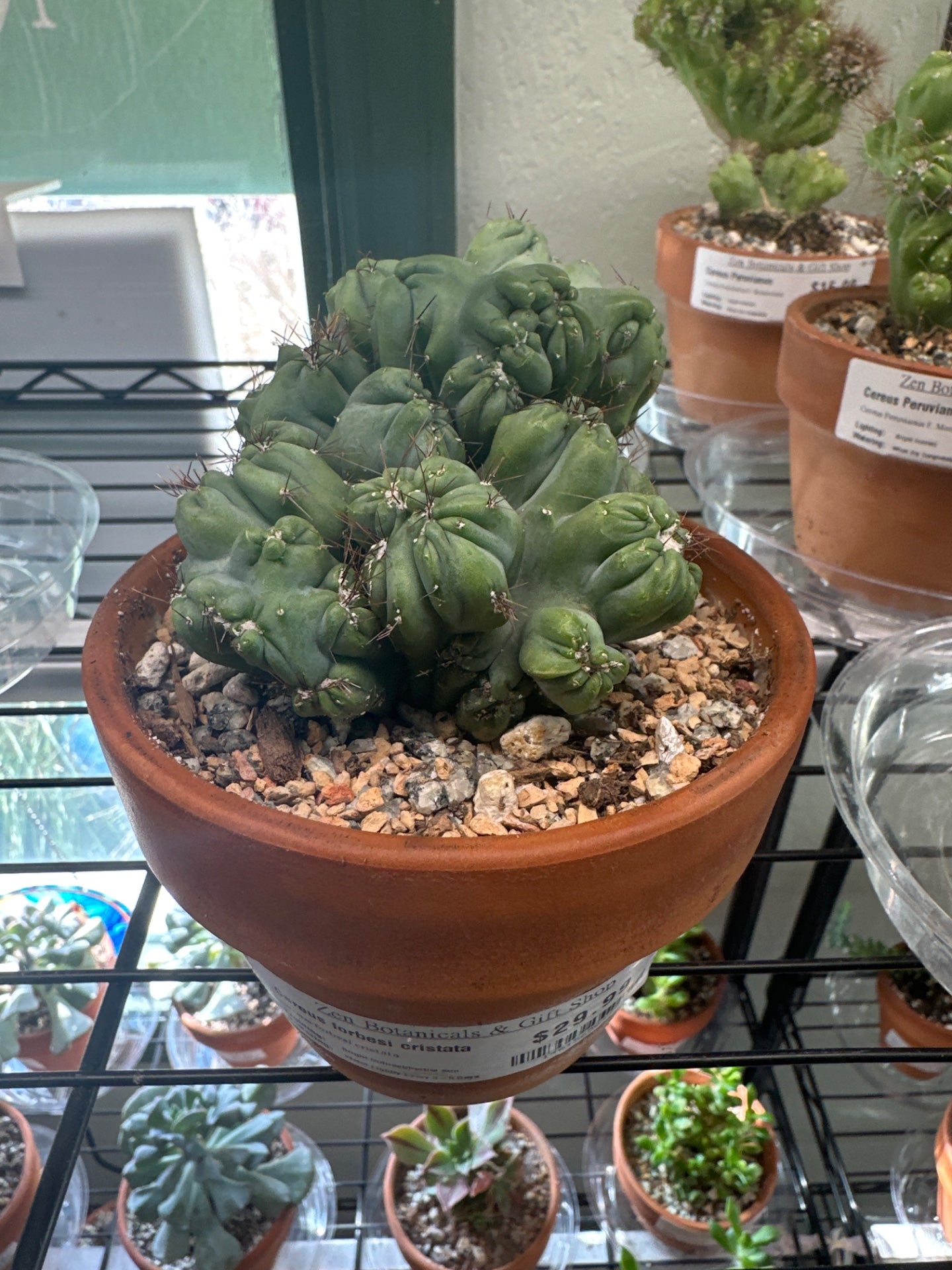 Cereus forbesi cristata (4") [ID #14615656429]