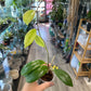 Hoya incrassata [ID #12908846]