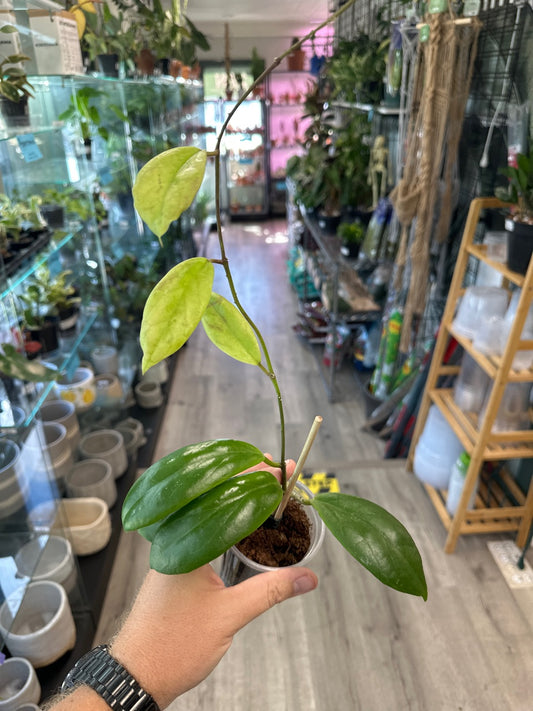 Hoya incrassata [ID #12908846]