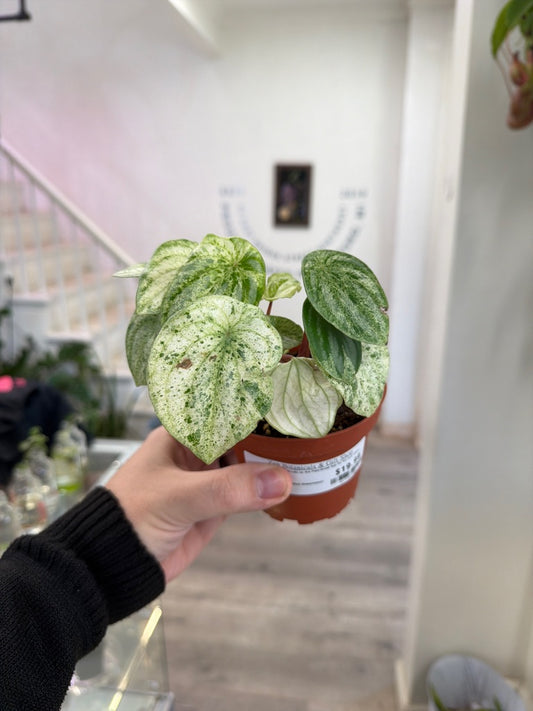Peperomia Cv. 'Variegated Watermelon' (#417723706)