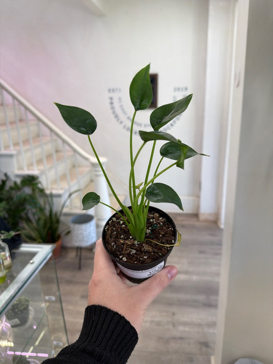 Alocasia Cv. 'Tiny Dancer' (#834673944)