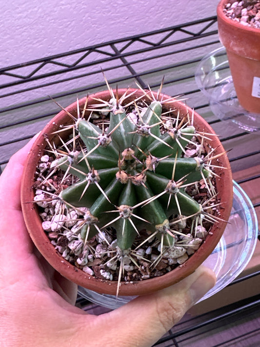 Echinopsis Oxygona Easter Lily (6") [ID #70331178386]