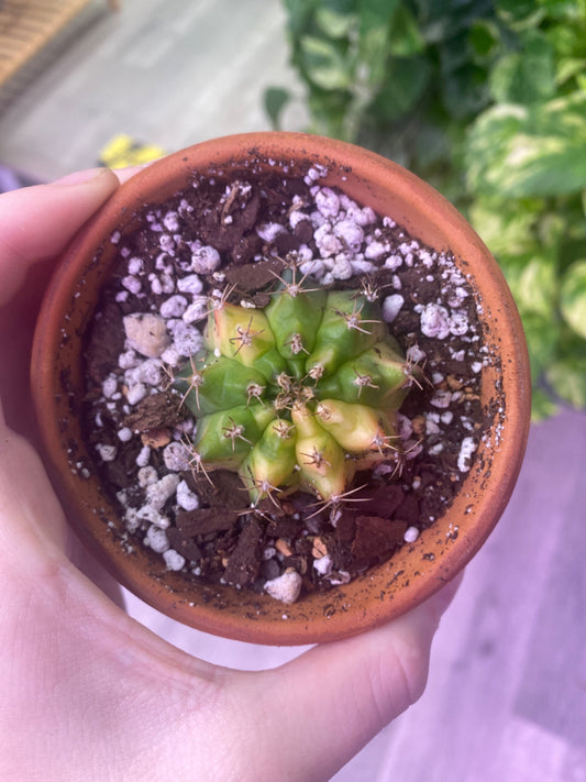 Gymnocalycium Mihanovichii var. Friedrichii (3") [ID #29585433473]