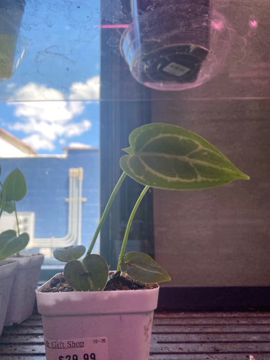 Anthurium noID '2x seedling' (#693934738)