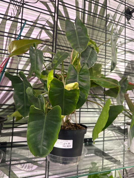 Philodendron burle-marxii 'Burle Marx Variegated' (#599261678)