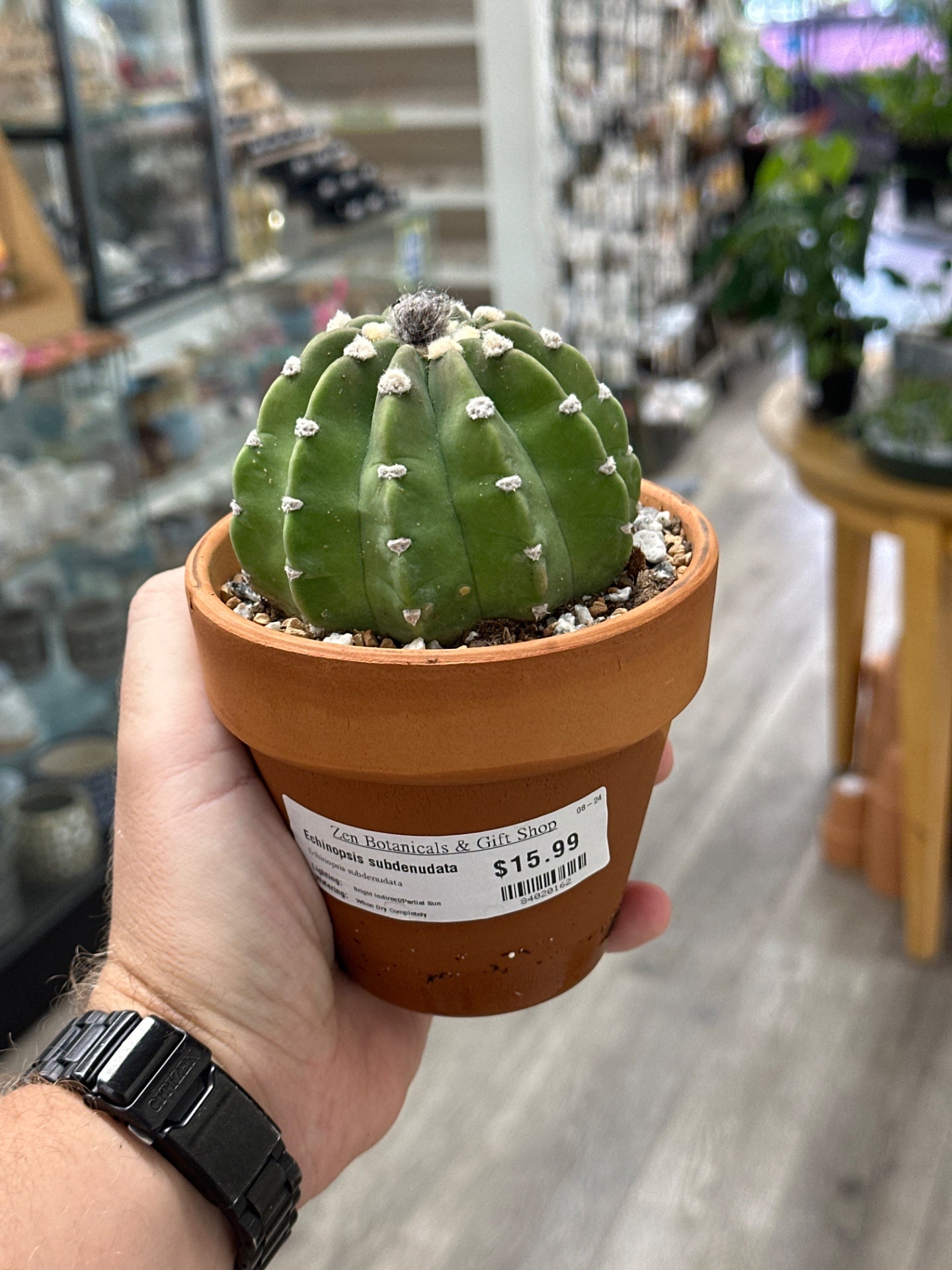 Echinopsis subdenudata (4" Clay Pot) [ID #84020162]