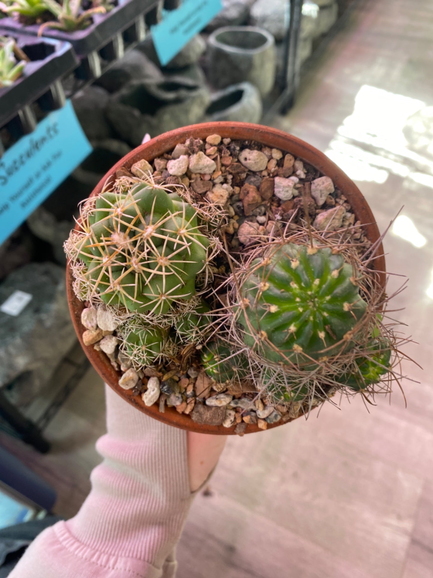 Coryphantha elephantidens 'Elephants Tooth' (4" Clay Pot) [ID #29713565]