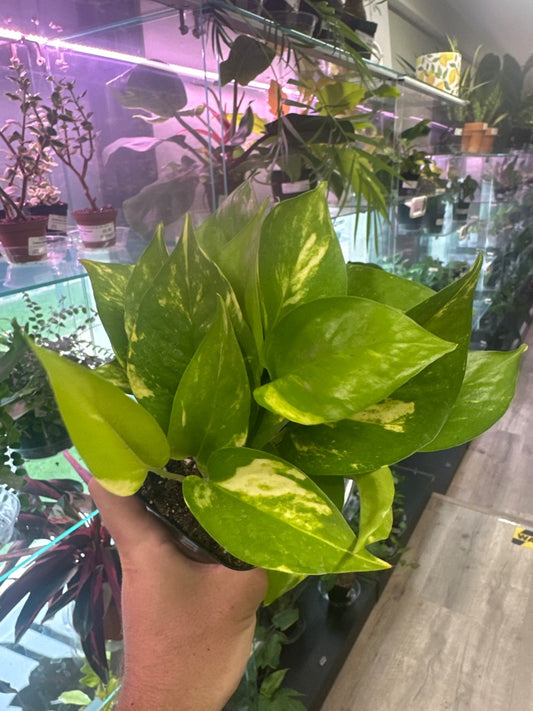 Epipremnum Aureum 'Golden Pothos' (#752990358)