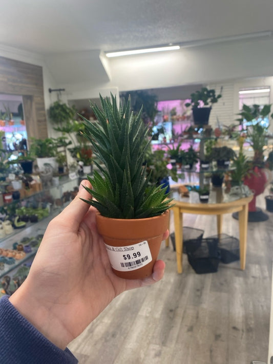 Haworthia herrei (#670287035)