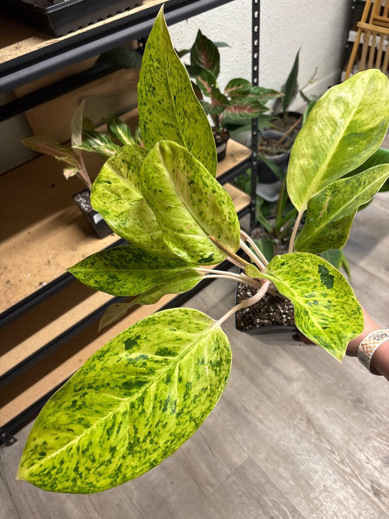 Aglaonema – Zen Botanicals & Gift Shop