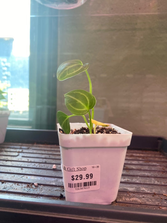 Anthurium noID '2x seedling' (#726387613)