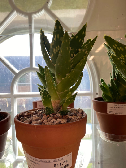 Aloe mitriformis (4" Clay Pot) [ID #19446094]