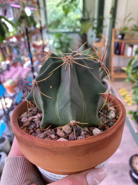 Astrophytum myriostigma (4") [ID #48567316]