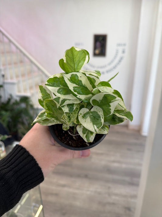 Epipremnum Cv. 'Njoy' (#959948332)