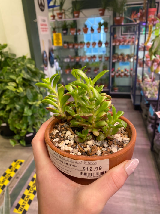 Anacampseros Refuscens Sunrise Variegated (4") [ID #49546496636]